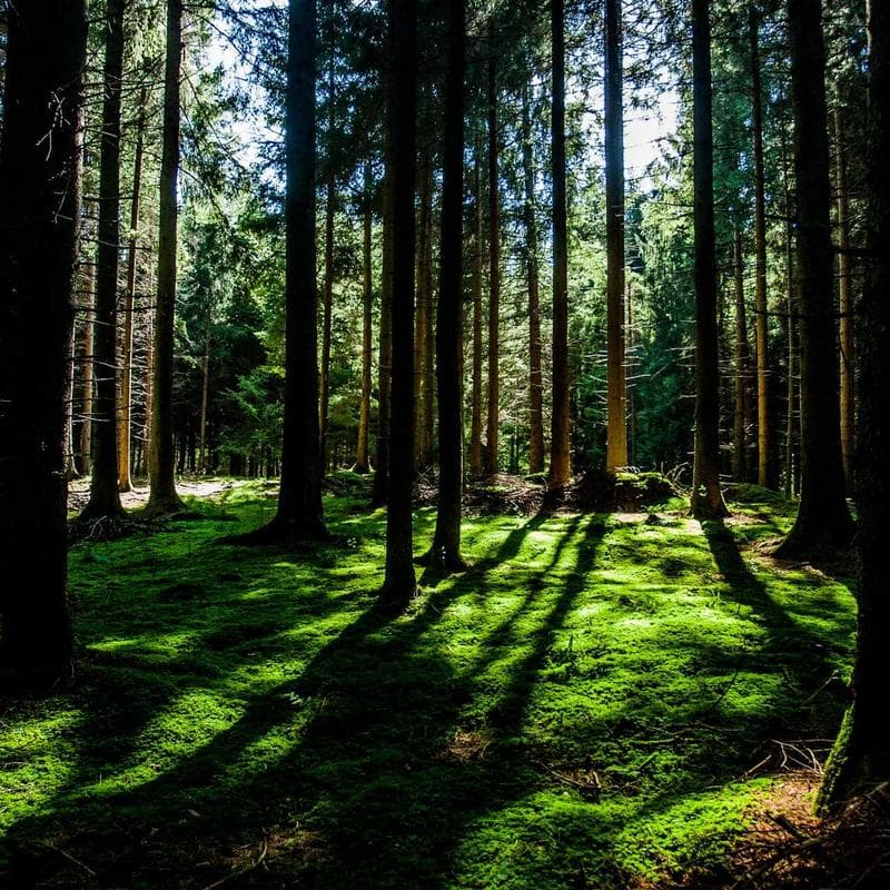 Stapler - Heavy Duty